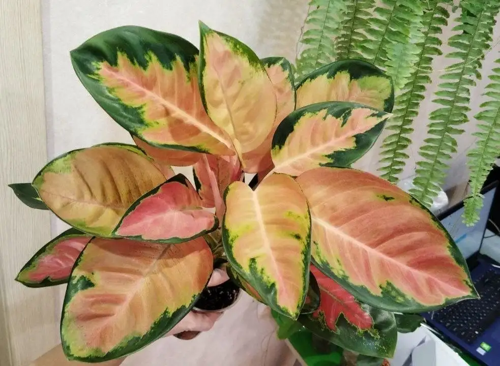 Листиков красивых на ночь (комнатные растения) - Растения (Хобби и отдых) в Красноярск