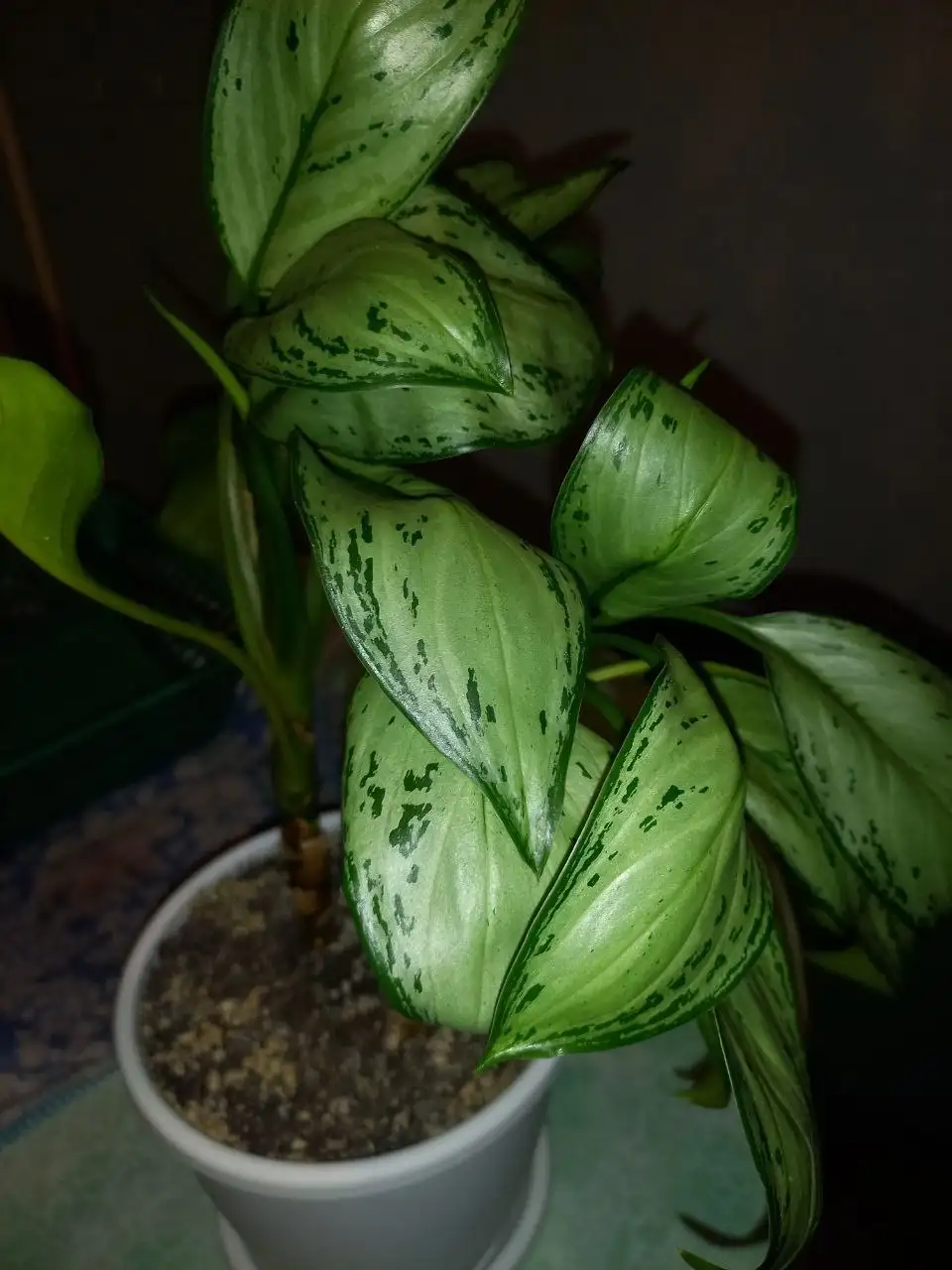 Проблемы с поливом комнатных растений - Комнатные растения (Хобби и отдых) в Красноярск