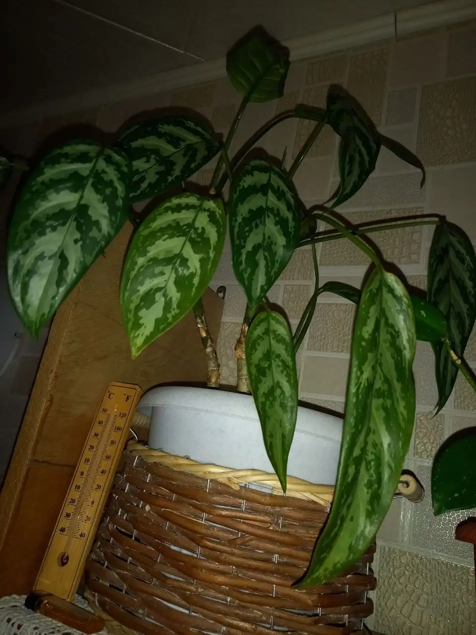 Проблемы с поливом комнатных растений - Комнатные растения (Хобби и отдых) в Красноярск