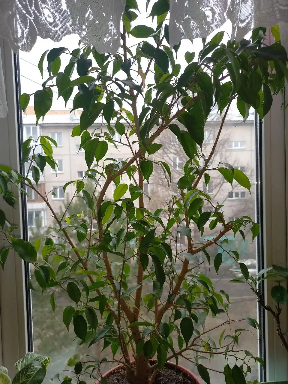 Проблемы с поливом комнатных растений - Комнатные растения (Хобби и отдых) в Красноярск