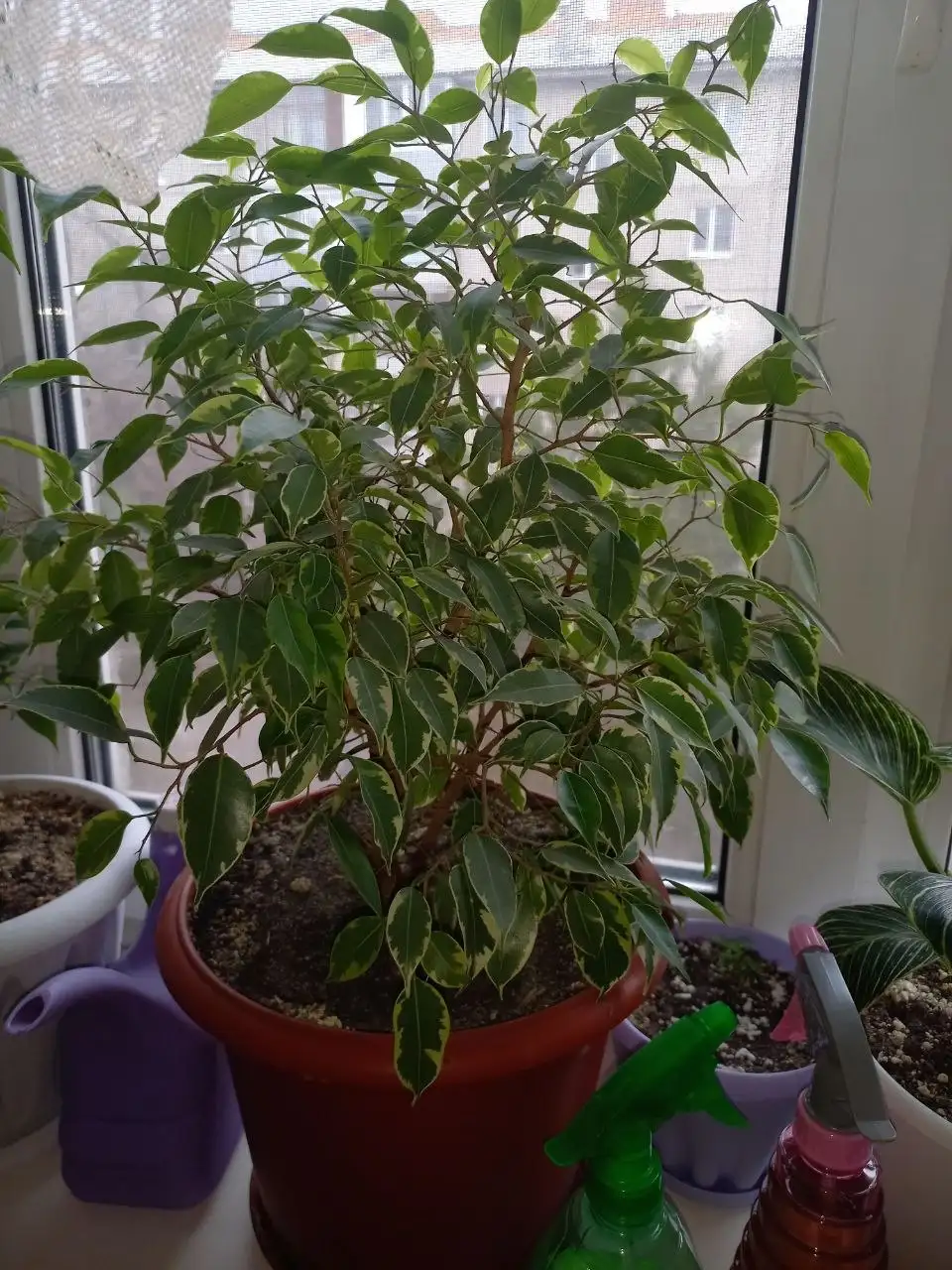 Проблемы с поливом комнатных растений - Комнатные растения (Хобби и отдых) в Красноярск