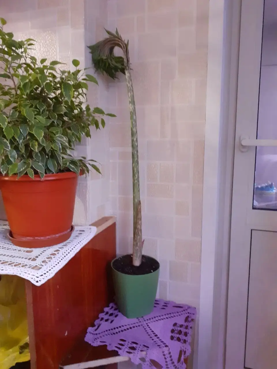 Проблемы с поливом комнатных растений - Комнатные растения (Хобби и отдых) в Красноярск