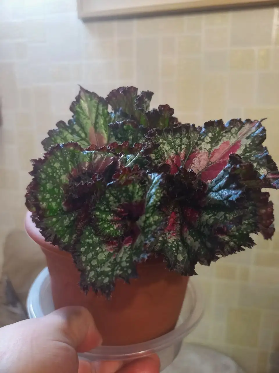 Различные комнатные растения - Хобби и отдых в Красноярск