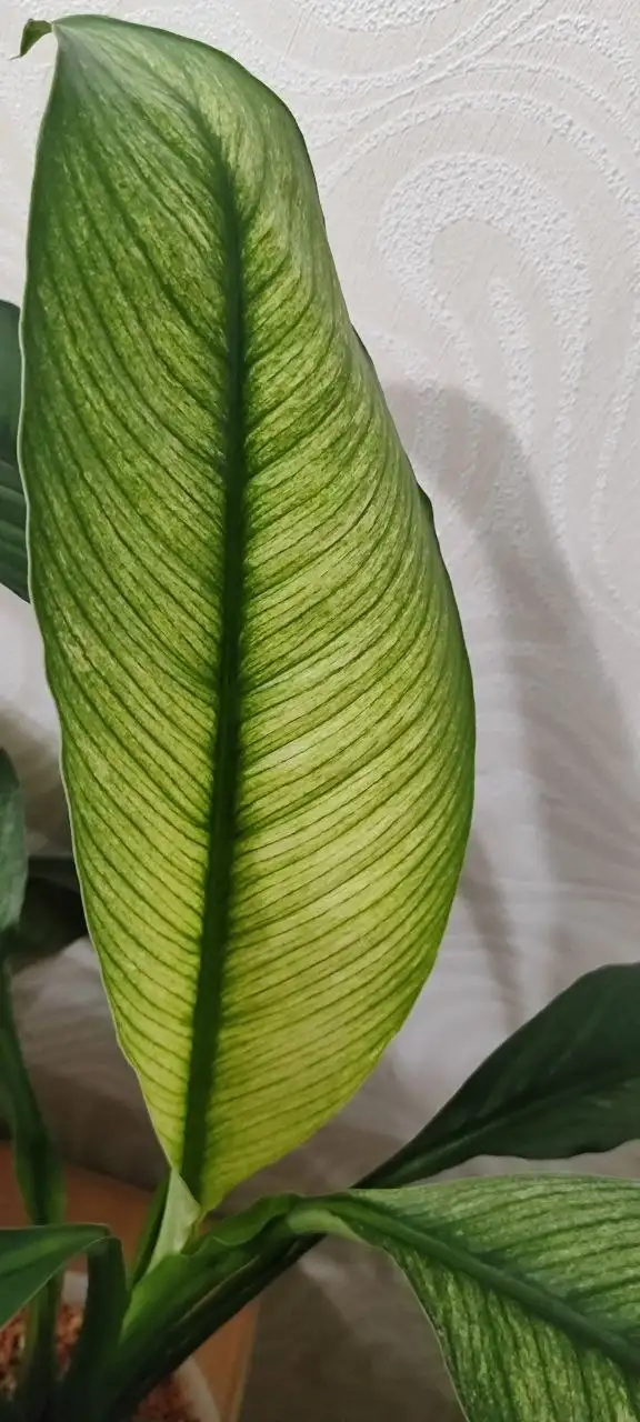 Комнатный монстера листик - Комнатные растения (Хобби и отдых) в Красноярск