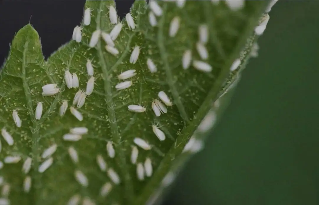 Инсектициды и акарициды для растений - Средства защиты растений (Для дома и дачи) в Красноярск