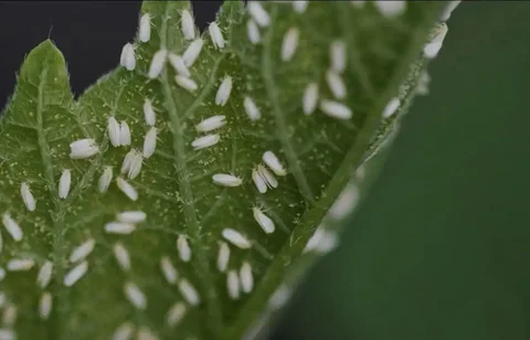 Инсектициды и акарициды для растений - Средства защиты растений в Красноярск