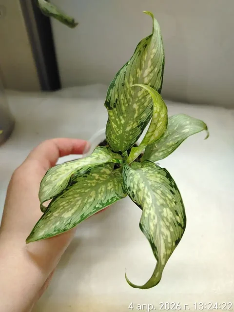 Продаю Диффенбахию Удомсаб - Средства защиты растений в Красноярск
