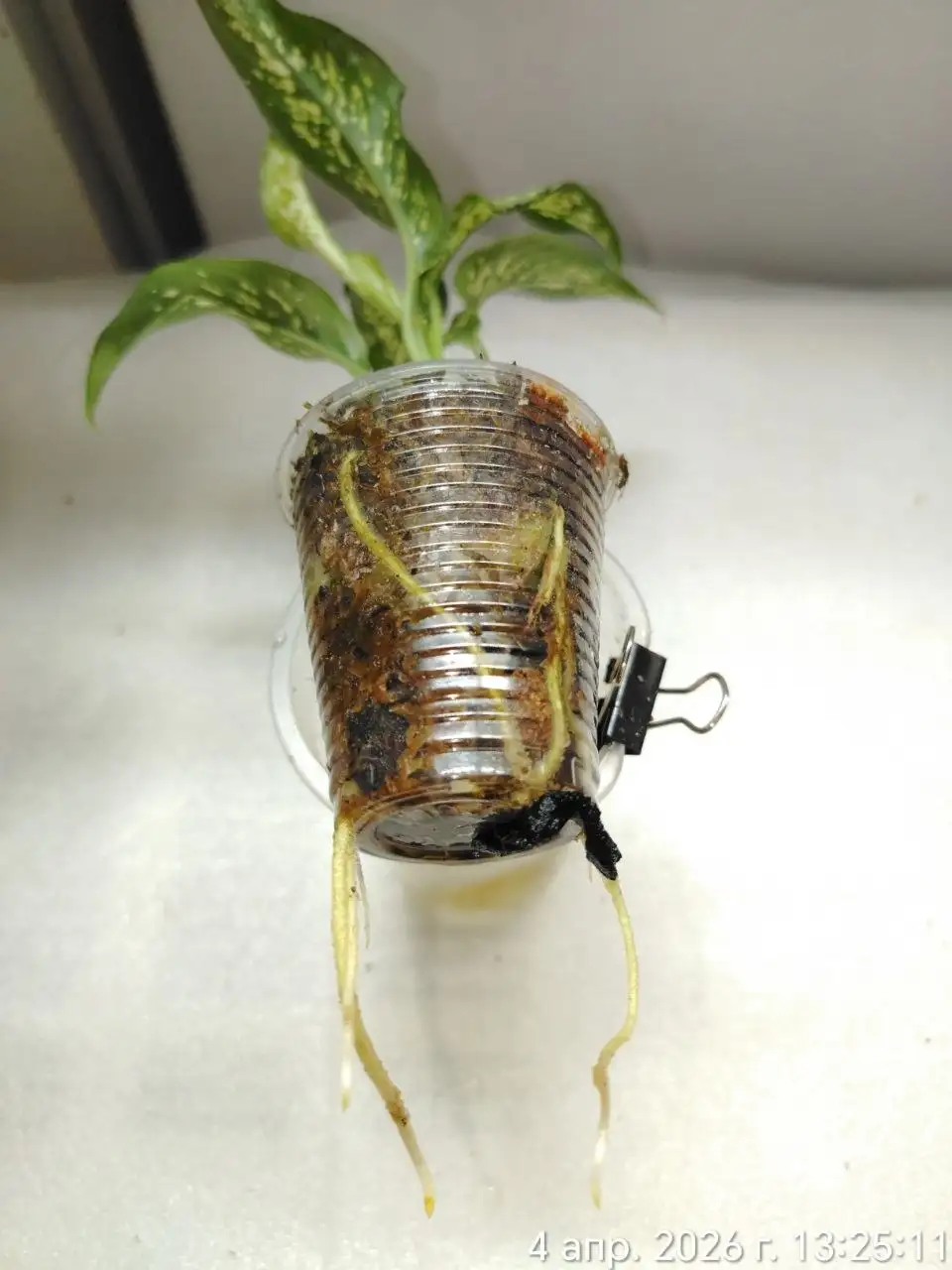 Продаю Диффенбахию Удомсаб - Комнатные растения (Для дома и дачи) в Красноярск