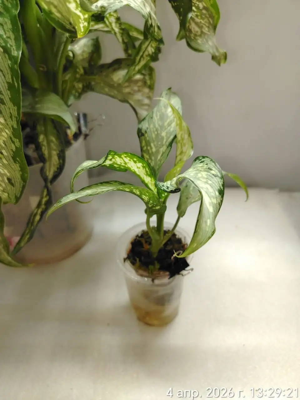 Продаю Диффенбахию Удомсаб - Комнатные растения (Для дома и дачи) в Красноярск