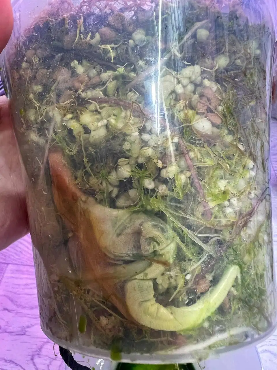 Продаётся детёныш от амазонской кувшинки - null (Хобби и отдых) в Красноярск