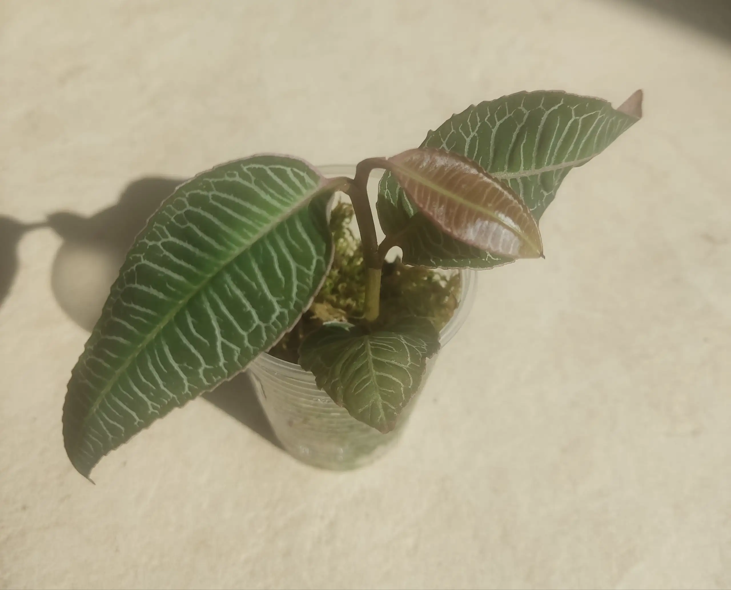 Labisia sp pink vein - Комнатные растения (Хобби и отдых) в Красноярск