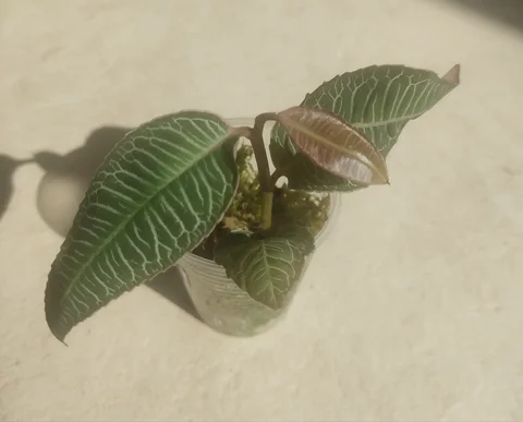 Labisia sp pink vein - Хобби и отдых в Красноярск