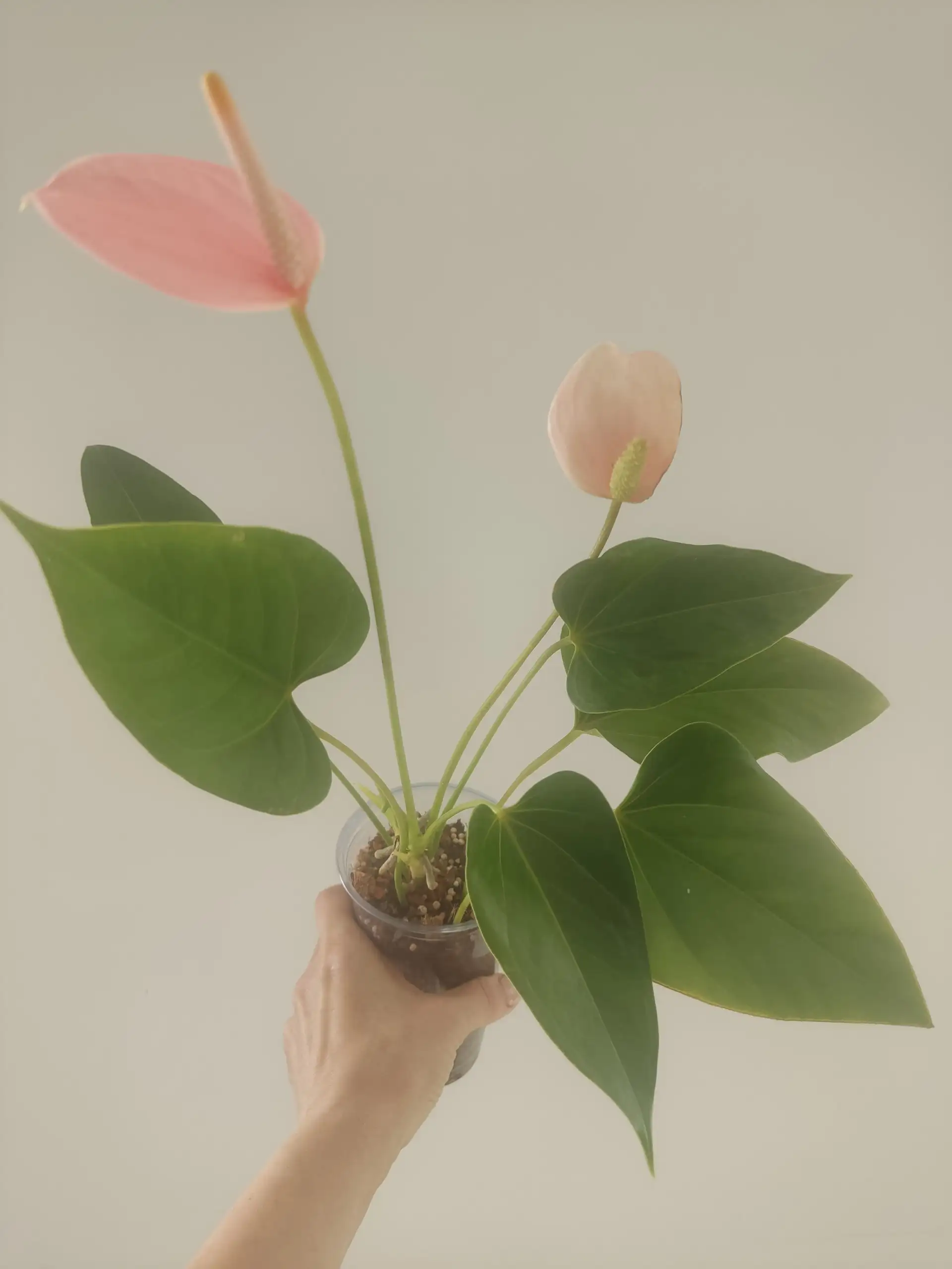 Антуриум Джоли Пич - Комнатные растения (Для дома и дачи) в Красноярск