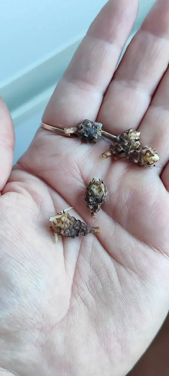 Тоже добыча была | Комнатные растения - Растения (Для дома и дачи) в Красноярск