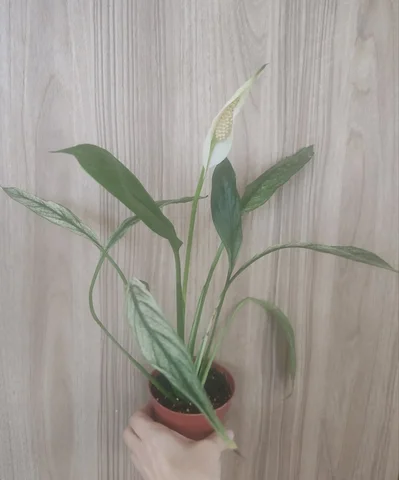 Спатифиллум Сильвер Купидо 800 руб - Средства защиты растений в Красноярск