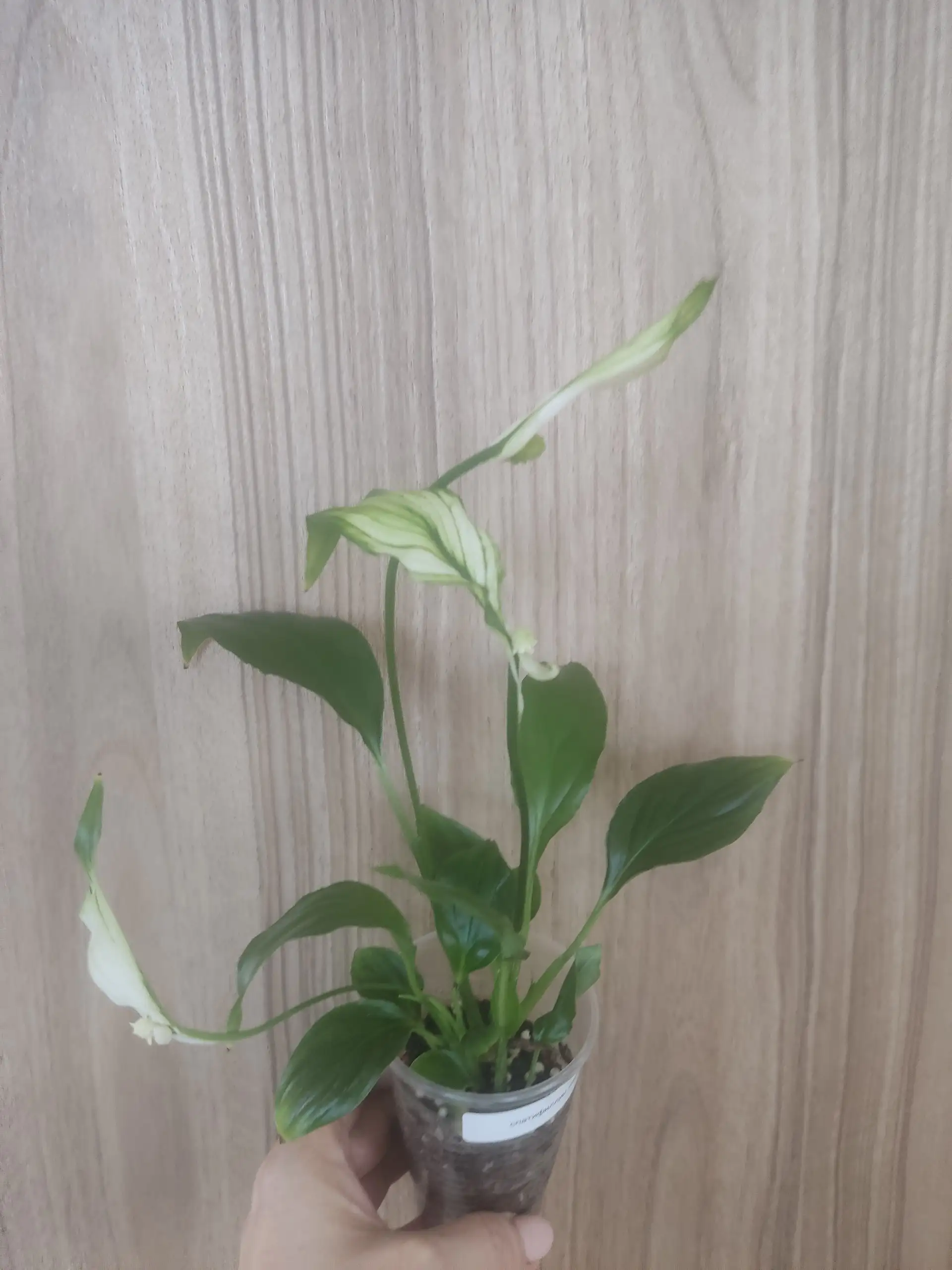 Спатифиллум карликовый Кватро-500 - Комнатные растения (Растения) в Красноярск