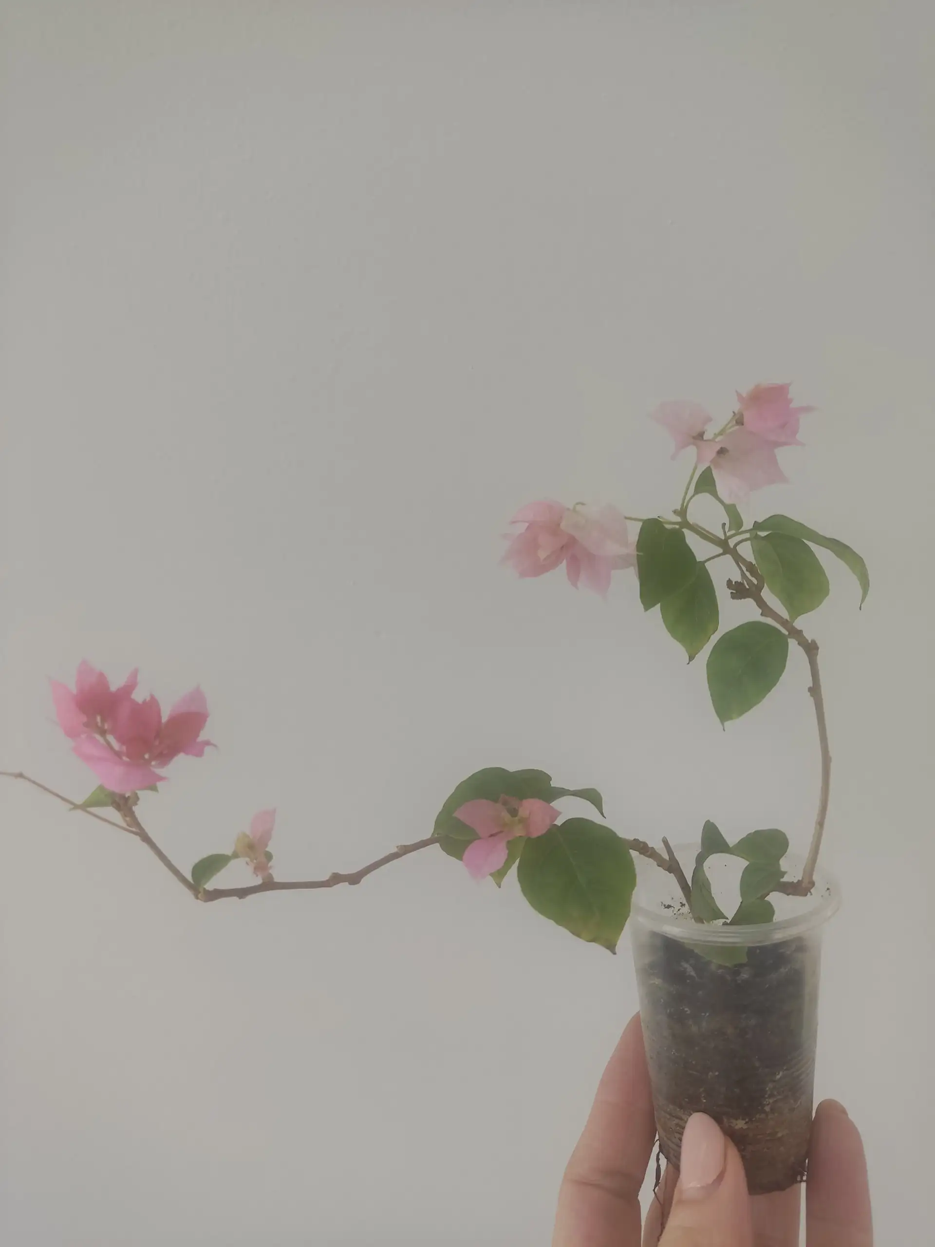 Бугенвиллия махровая - Комнатные растения (Растения) в Красноярск