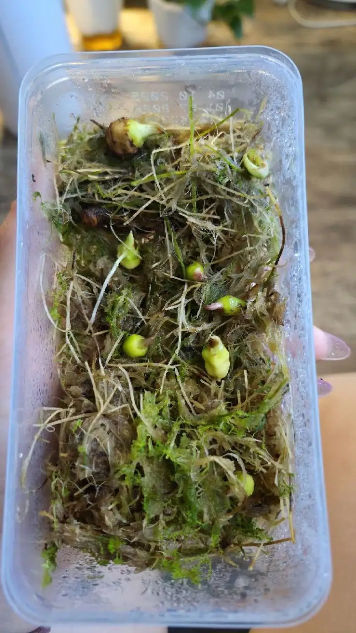 Алоказия гагеана и пинк дракон - null (Растения) в Красноярск