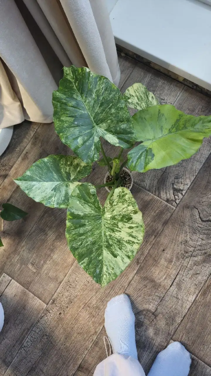 Алоказия гагеана и пинк дракон - null (Растения) в Красноярск