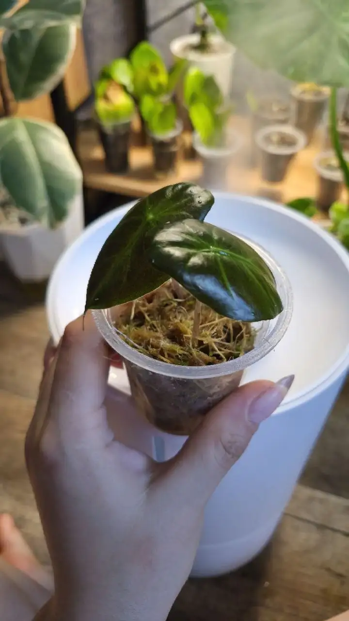 Алоказия гагеана и пинк дракон - null (Растения) в Красноярск