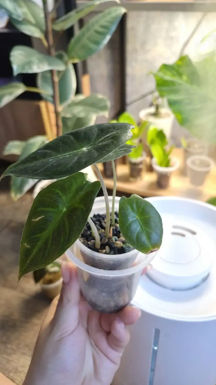 Алоказия гагеана и пинк дракон - null (Растения) в Красноярск