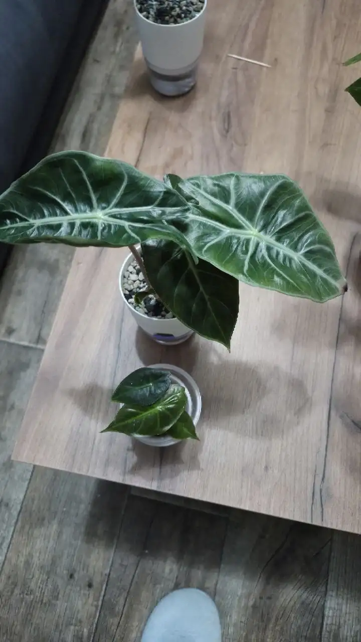 Алоказия гагеана и пинк дракон - null (Растения) в Красноярск