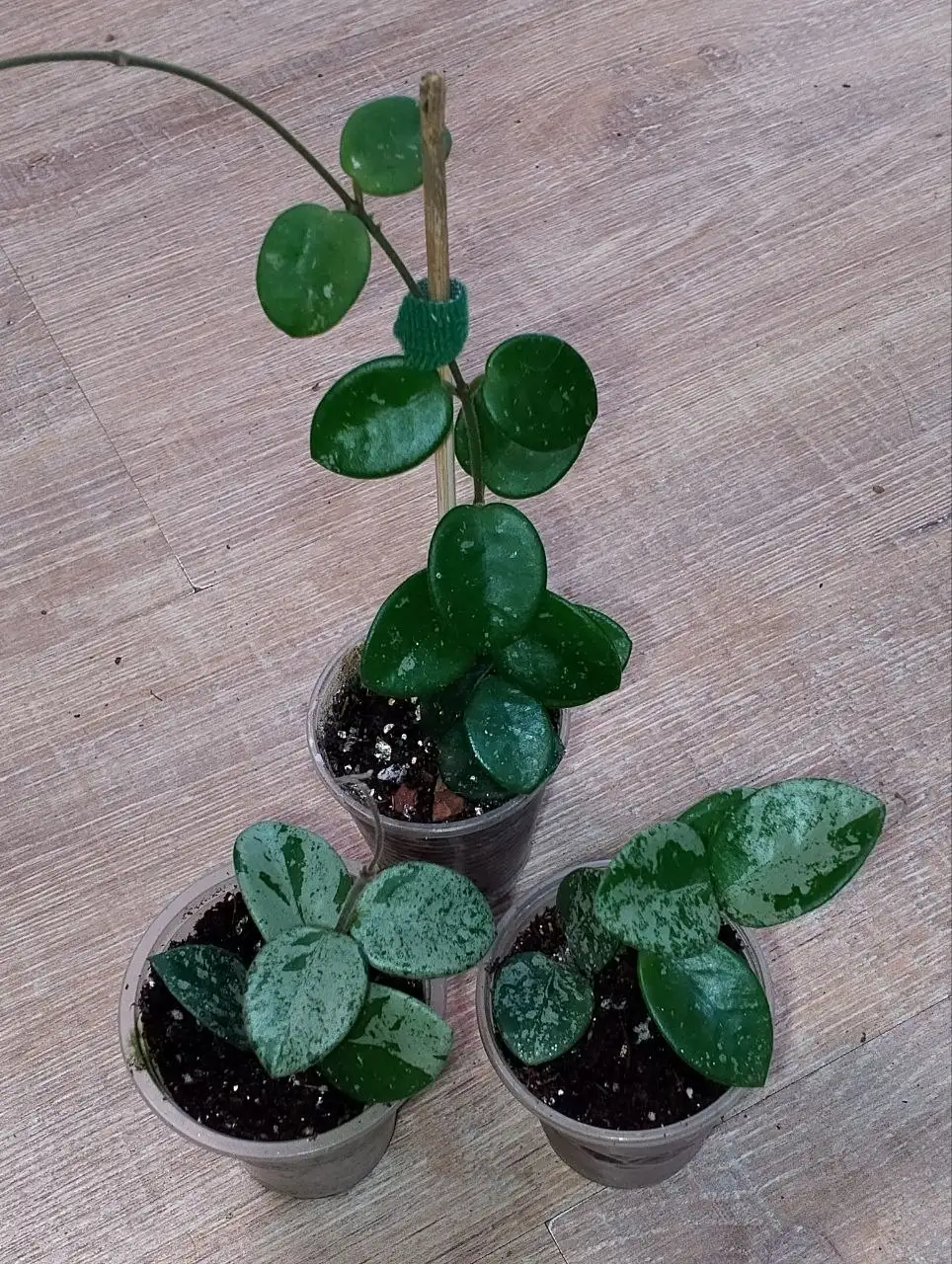 Хойя Mathilde splash - Комнатные растения (Для дома и дачи) в Березовский