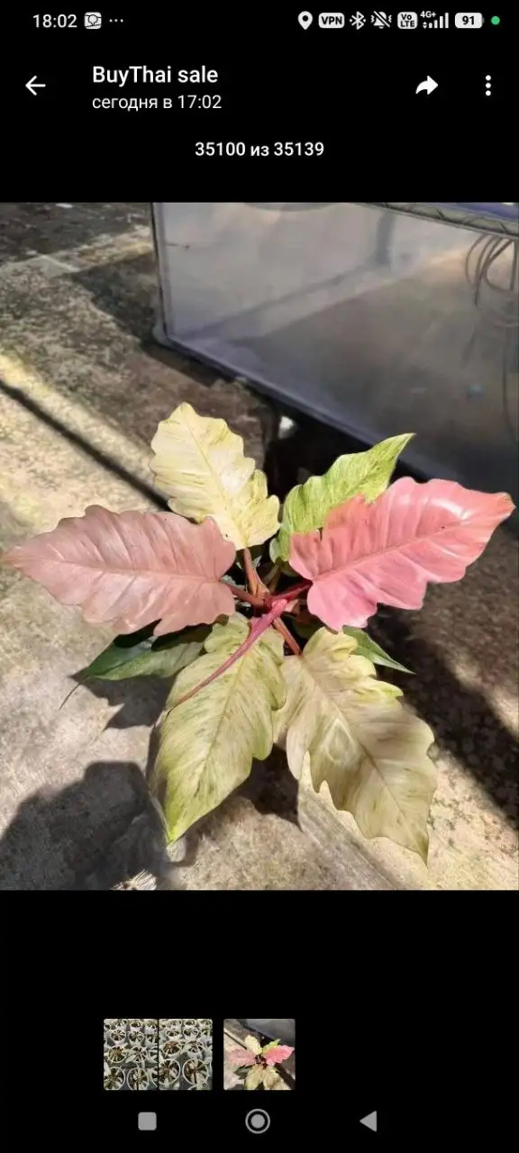 Комнатные растения карамель - Комнатные растения (Хобби и отдых) в Красноярск