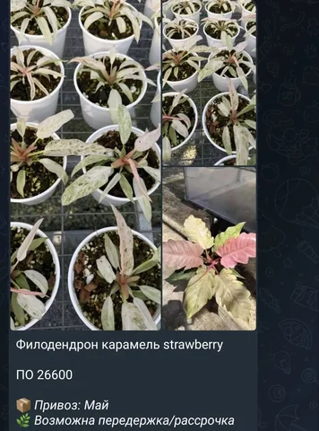 Клубничное карамель растение - Хобби и отдых в Красноярск