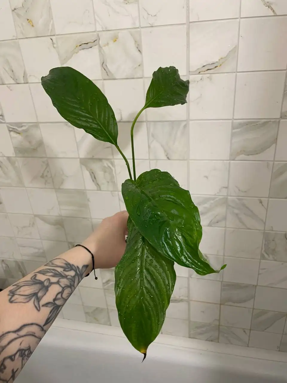 Спатифиллум Вивальди - Комнатные растения (Растения) в Красноярск