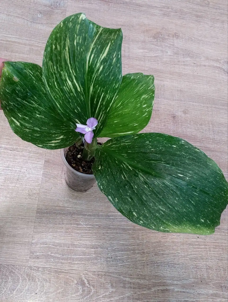 Кемпферия пульхра марбл вар - Растения (Хобби и отдых) в Красноярск