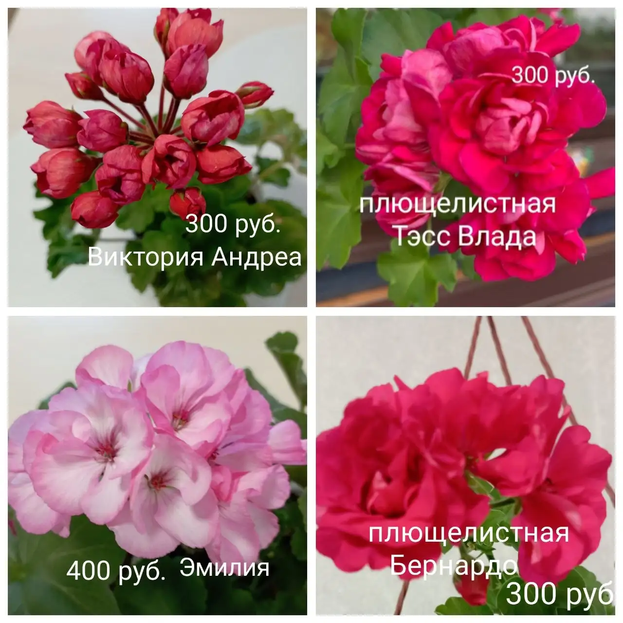 Продам укоренённые черенки пеларгоний - Комнатные растения (Барахолка) в Красноярск