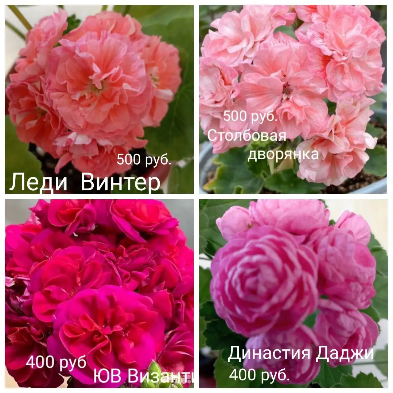 Продам укоренённые черенки пеларгоний - Растения в Красноярск