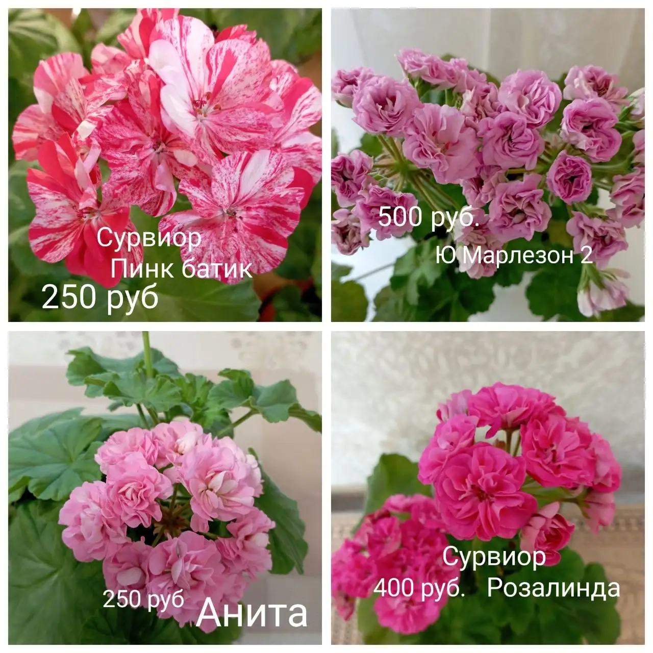 Укоренённые черенки пеларгоний - Комнатные растения (Хобби и отдых) в Красноярск