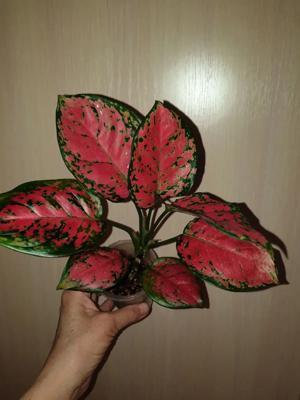 Комнатные растения, Борисевича, д. 1 мая - Комнатные растения (Хобби и отдых) в Красноярск