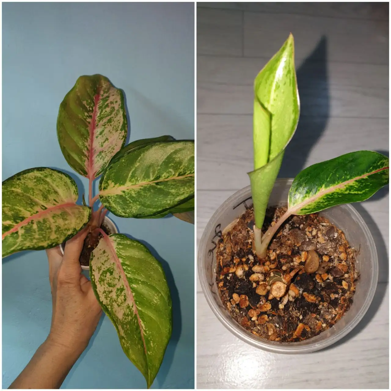 Фроузен розы на пне - Комнатные растения (Хобби и отдых) в Красноярск