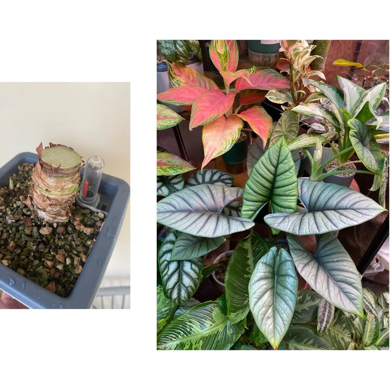 Алоказия Бисма Платинум - Растения (Хобби и отдых) в Красноярск