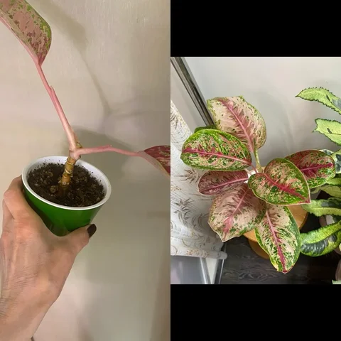 Аглаонема 10 карат - Средства защиты растений в Красноярск