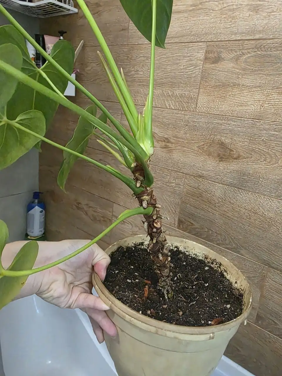 Консультация по уходу за антуриумом - Растения (Барахолка) в Красноярск