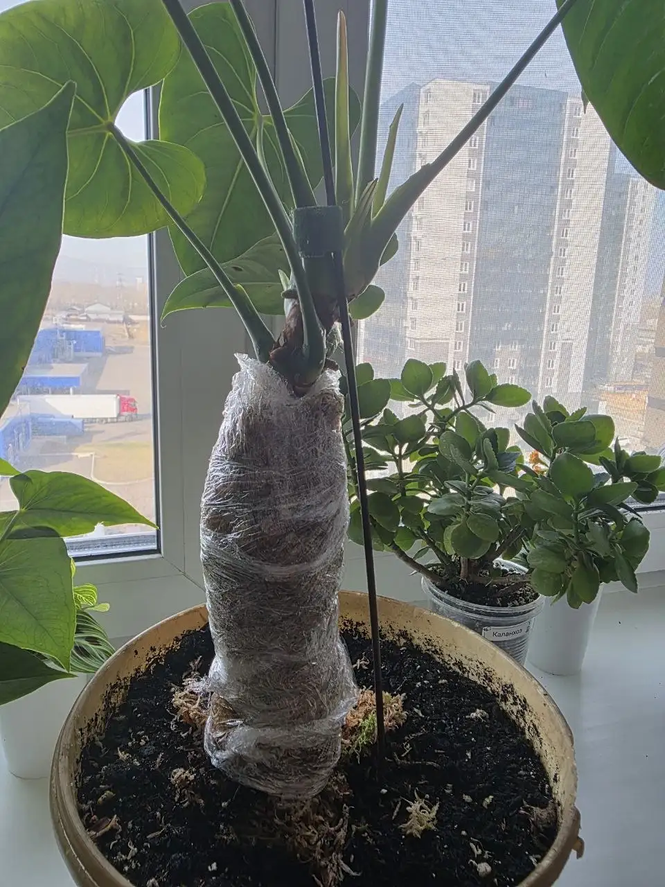 Консультация по уходу за антуриумом - Растения (Барахолка) в Красноярск