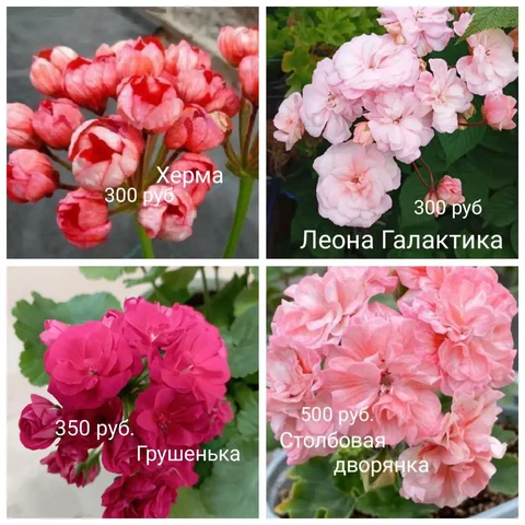 Продам укоренённые черенки пеларгоний - Черенки в Красноярск