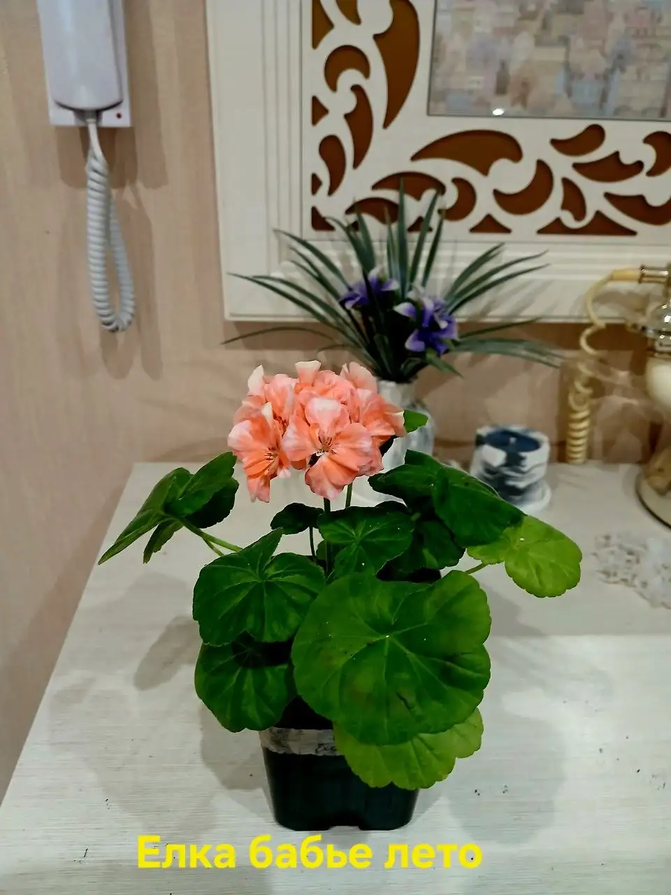 Продам пеларгонию Елка бабье лето (карлик) - null (Хобби и отдых) в Красноярск