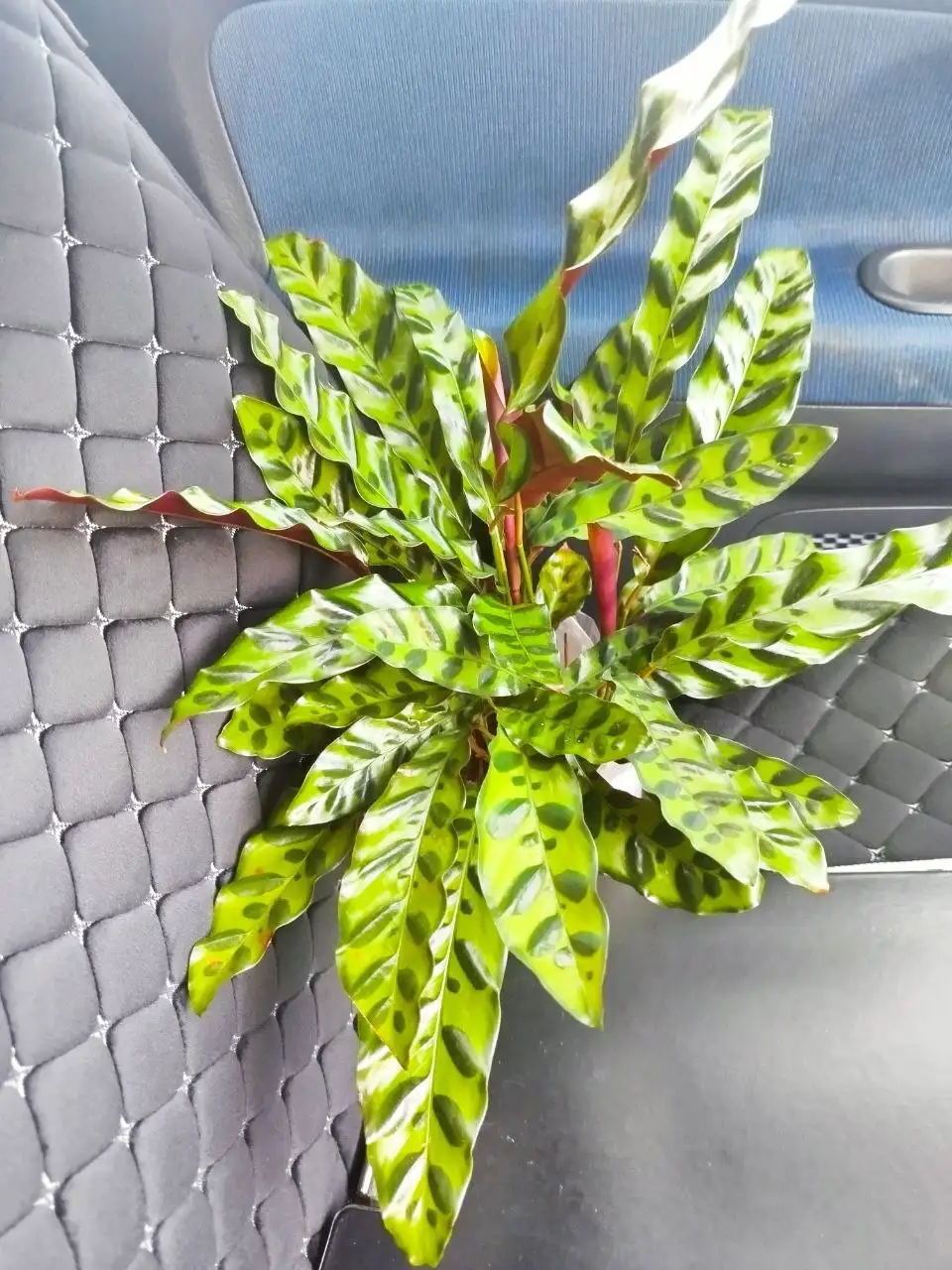 Новый житель - комнатное растение - Комнатные растения (Хобби и отдых) в Красноярск