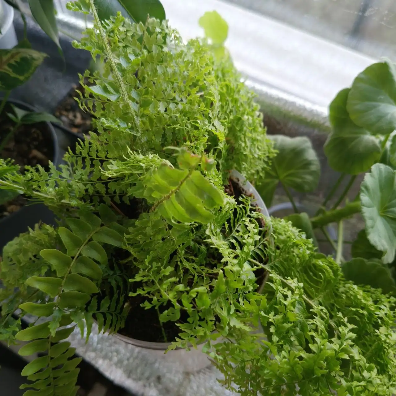 Комнатные растения - Хобби и отдых в Красноярск