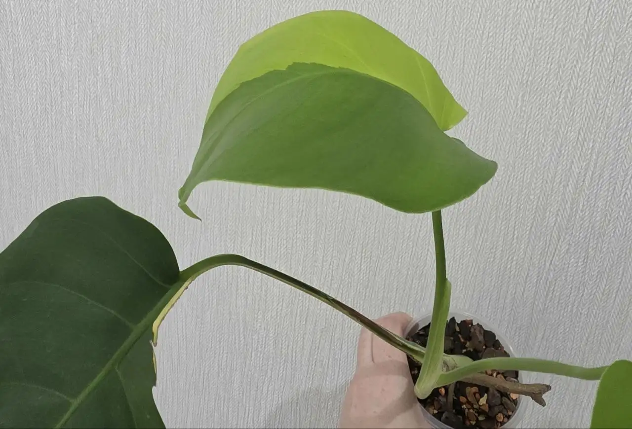 Монстера Yellow Half Moon, пенек с деткой - Комнатные растения (Хобби и отдых) в Красноярск