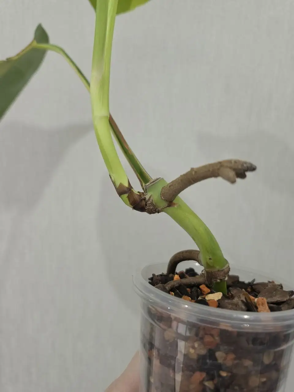 Монстера Yellow Half Moon, пенек с деткой - Комнатные растения (Хобби и отдых) в Красноярск