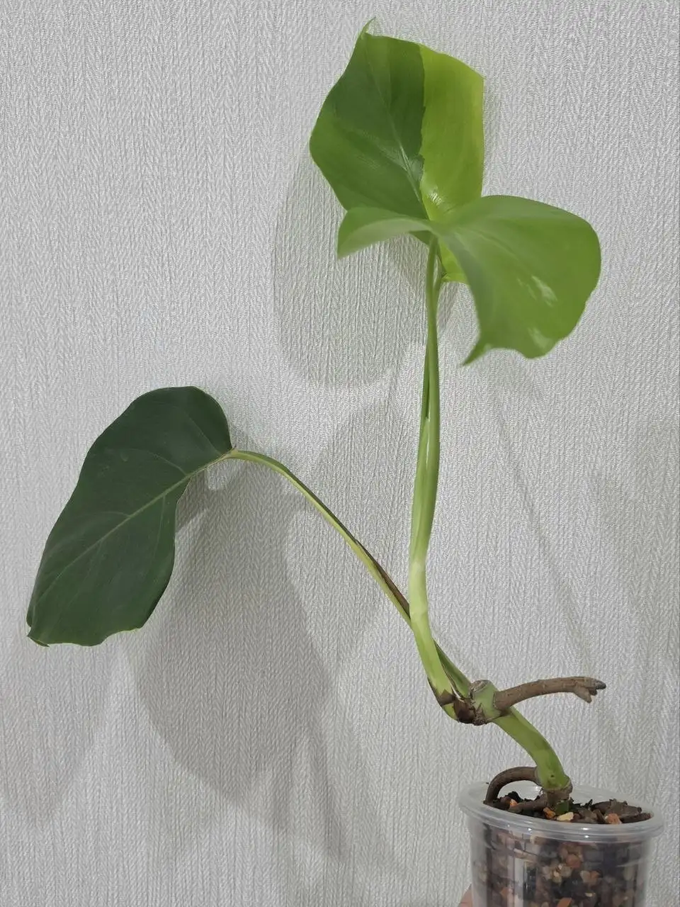 Монстера Yellow Half Moon, пенек с деткой - Комнатные растения (Хобби и отдых) в Красноярск