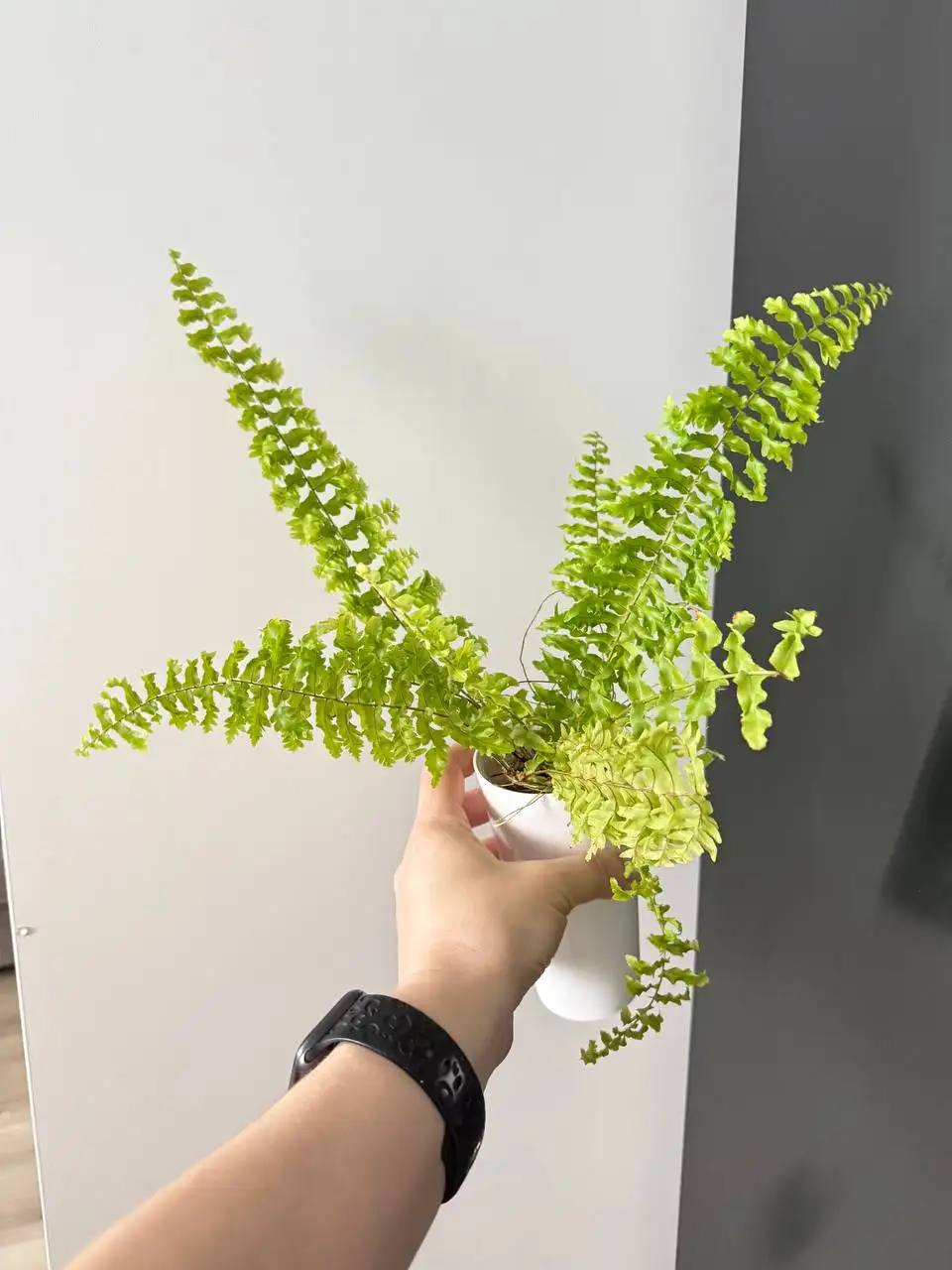 Комнатные растения - Комнатные растения (Для дома и дачи) в Красноярск