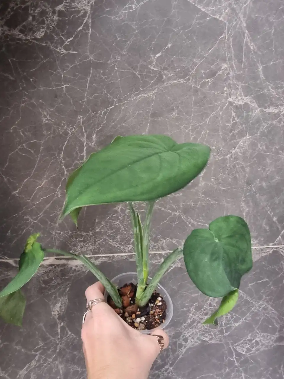 Сингониум Макрофиллум - Растения (Хобби и отдых) в Красноярск