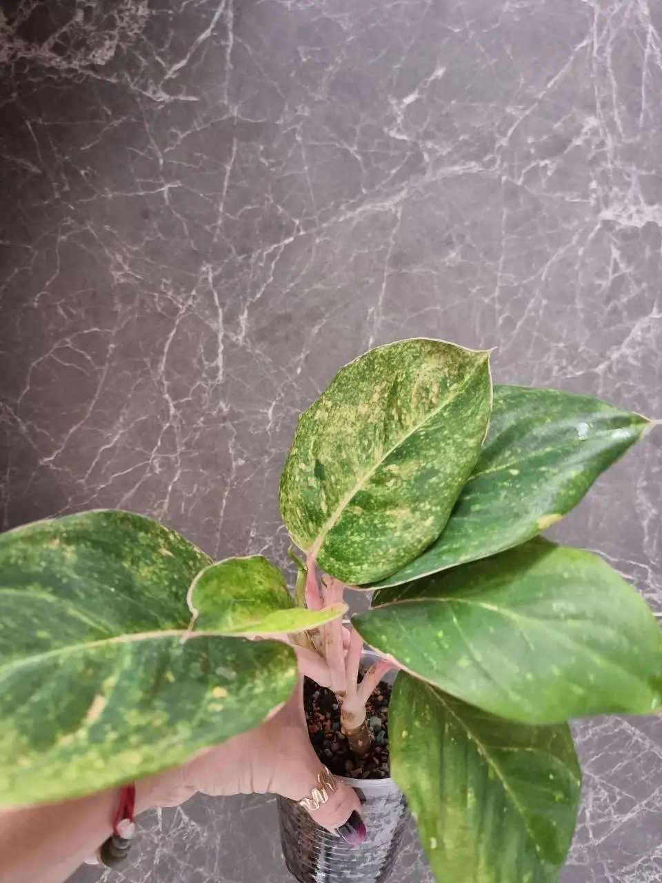 Аглаонема сорт утерян - Комнатные растения (Для дома и дачи) в Красноярск